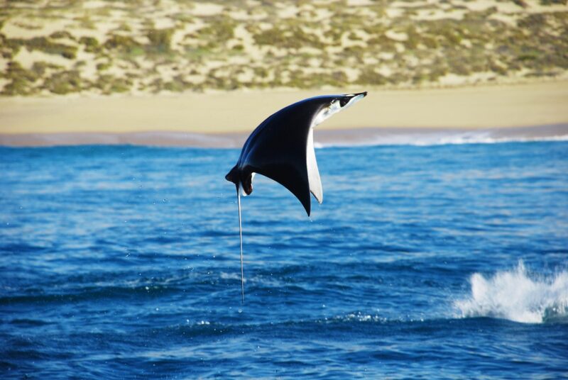 Fish, with very large triangular fins on each side, black on top and white on the belly, in midair.