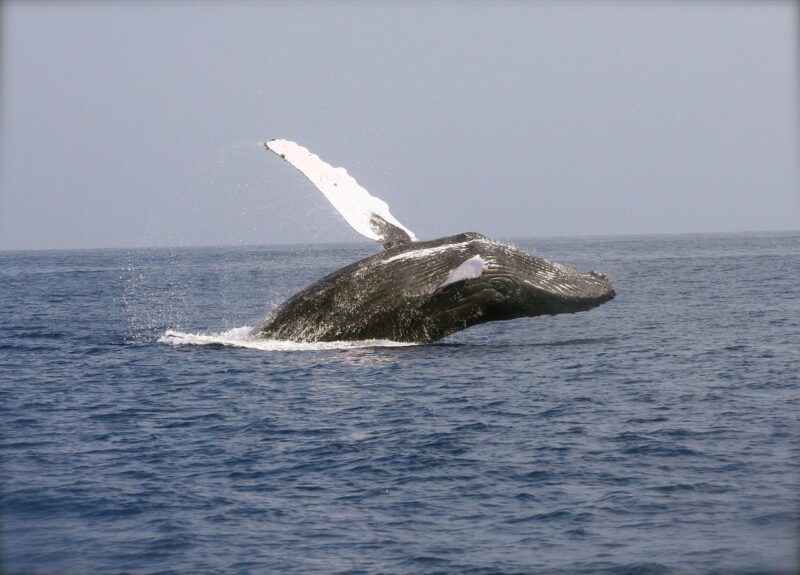 A dark whale with big light-colored flipper with front half up out of the water.