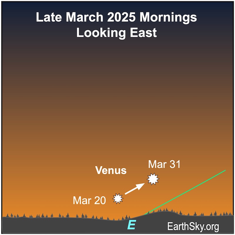 Chart showing a starred dot, Venus, and an arrow that shows it rising higher above a wavy line representing the eastern horizon.