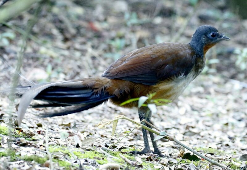 Lyrebirds: A bird standing on the ground with some longer feathers in black and brown.