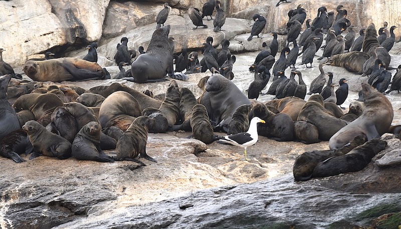 A large number of seals resting on a rocky surface, with some cormorants and a gull. 