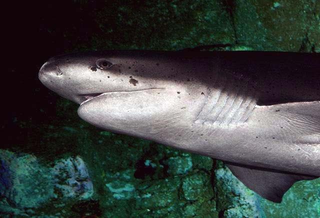 The front half of a silvery-white shark, clearly showing seven gills.