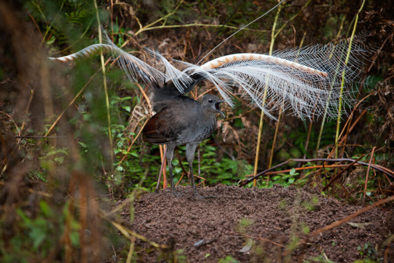 Dark bird with long white feathers coming from the tail and covering the bird.