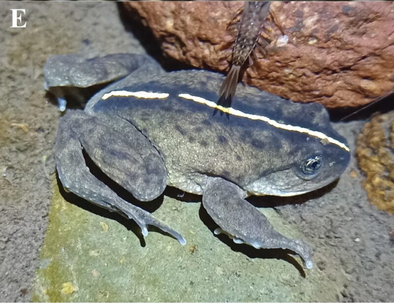 A grayish frog underwater. It is darker on its back and has a whitish line that crosses its back vertically.