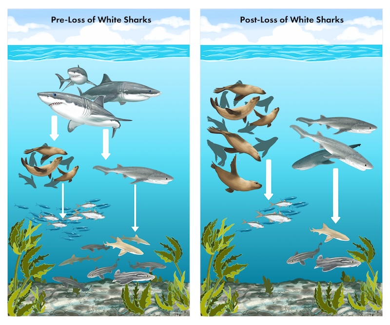 2 panels with drawings of seals, fish and 2 sizes of sharks with 1 panel showing no great whites.