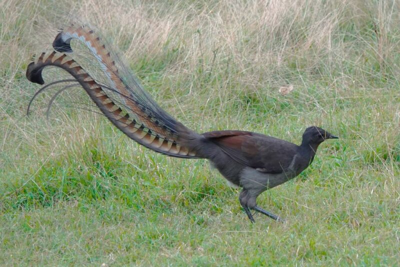 Dark bird on grassy ground. It has very long feathers in its tail. Most of them are very thin, but the 2 main feathers are bigger.