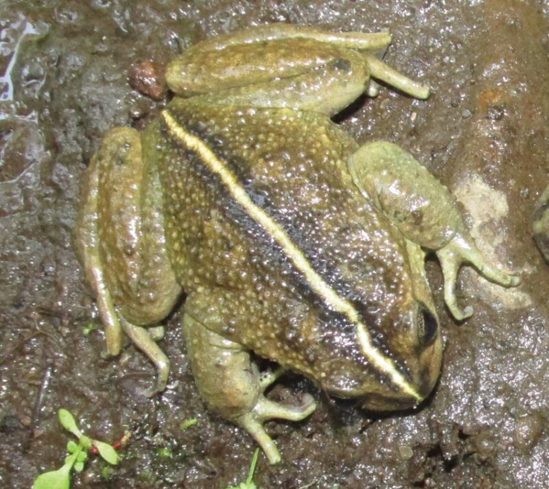 A green frog as seen from above. It is darker in the center. It has a yellowish line that crosses its back.