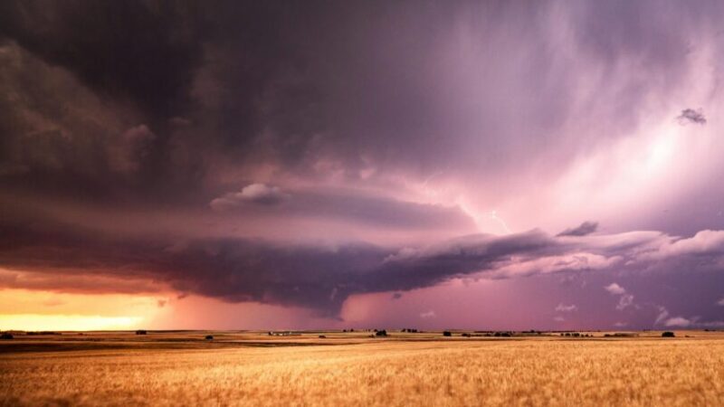 A thunderstorm that appears purple. Lightning is right of the storm, which is over a wheat field.