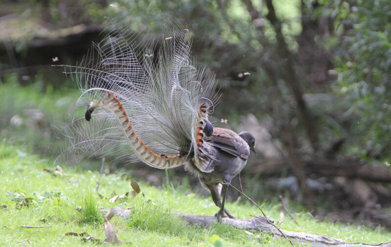 A bird as seen from behind. Its tail feathers are spread. Most are white and thin, but the main feathers are bigger and brown.