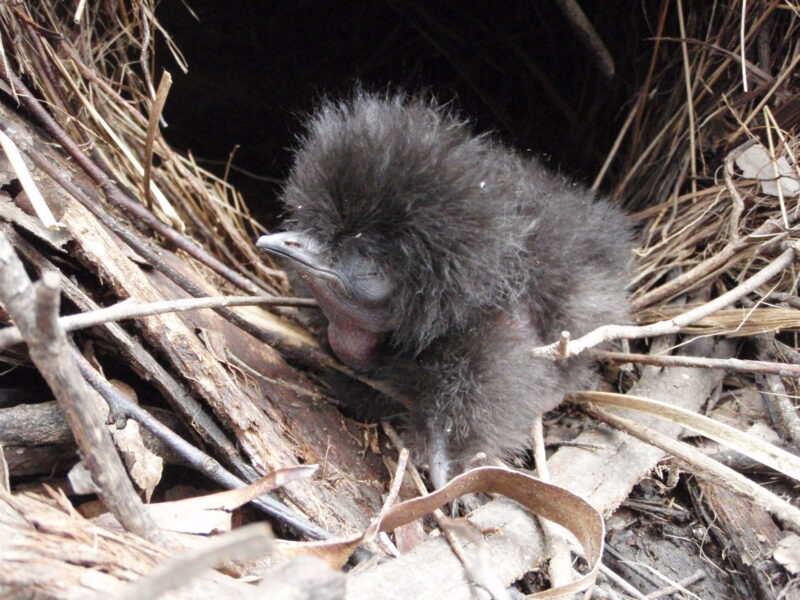 Dark chick with its eyes closed. It is covered on fluffy, short feathers.