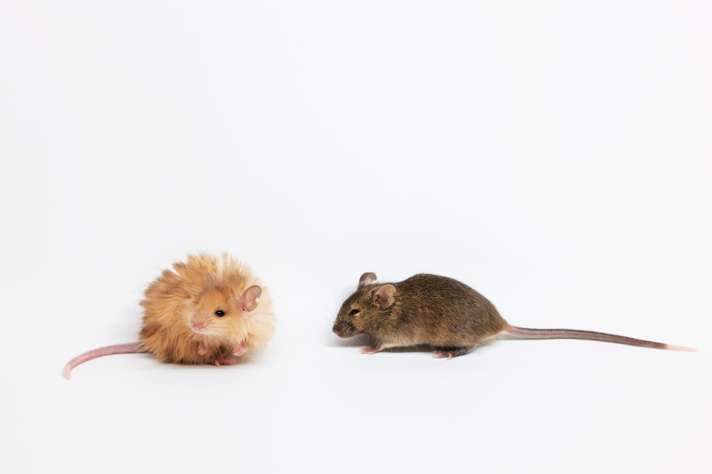 A bright, woolly furred mouse on the left looking away, with a typical darker, shorter-haired mouse on the right looking toward it.