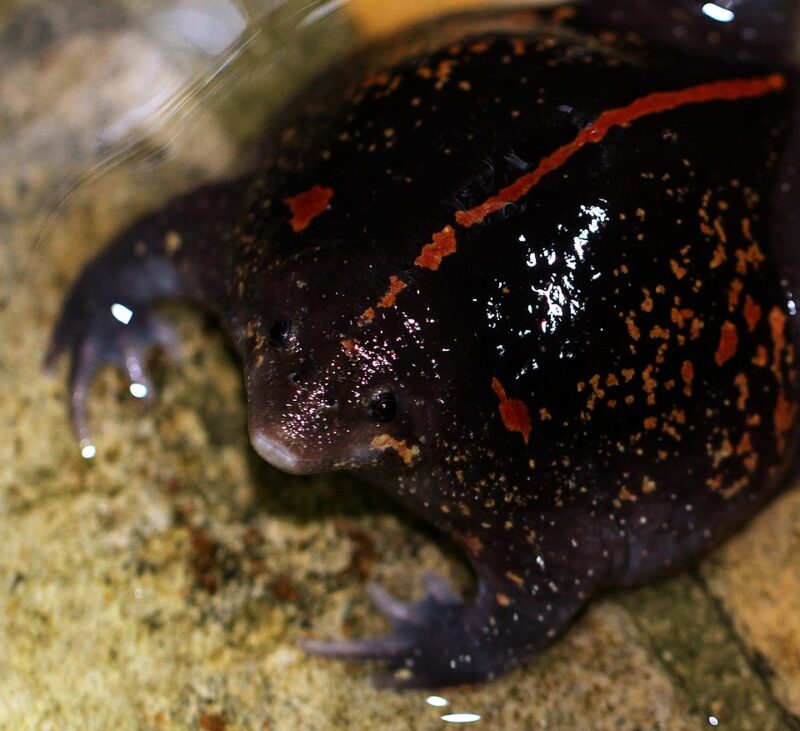 Black animal that looks wet with a little snout and tiny eyes. It has a red line on the back and red spots on the sides.