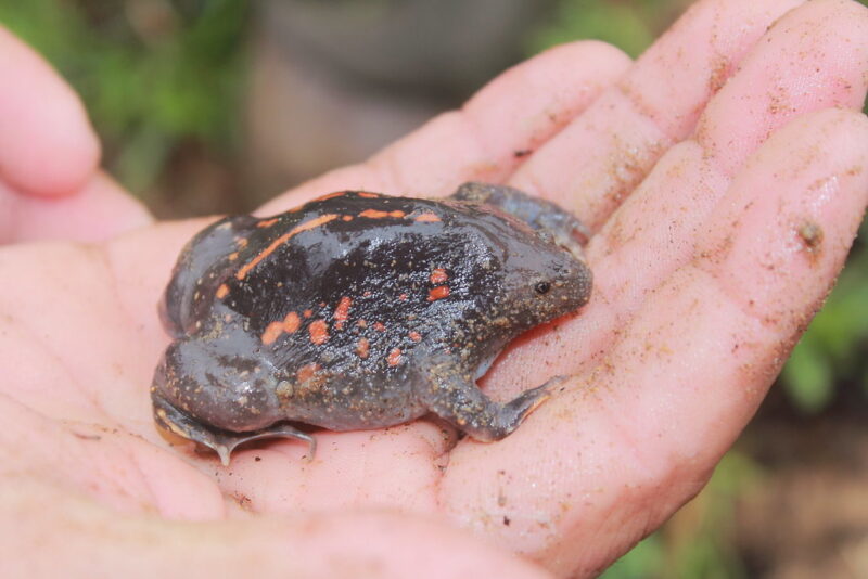 A blackish animal on somebody's palm hand. The animal shows reddish dots on the sides and an orange line on the back.
