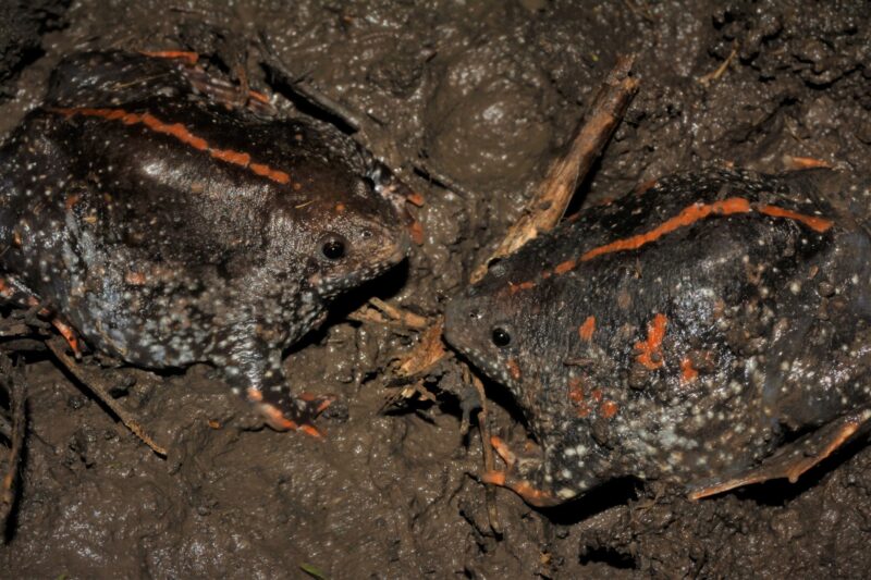 Two black animals with an orange line on their backs and orange dots. They are covered on mud.