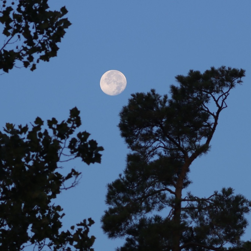 Daytime moon: Gibbous moon in daytime sky with trees in the foreground.