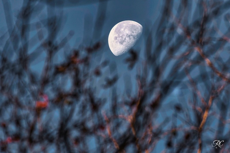 Waning gibbous moon in daylight with out-of-focus branches in the foreground.