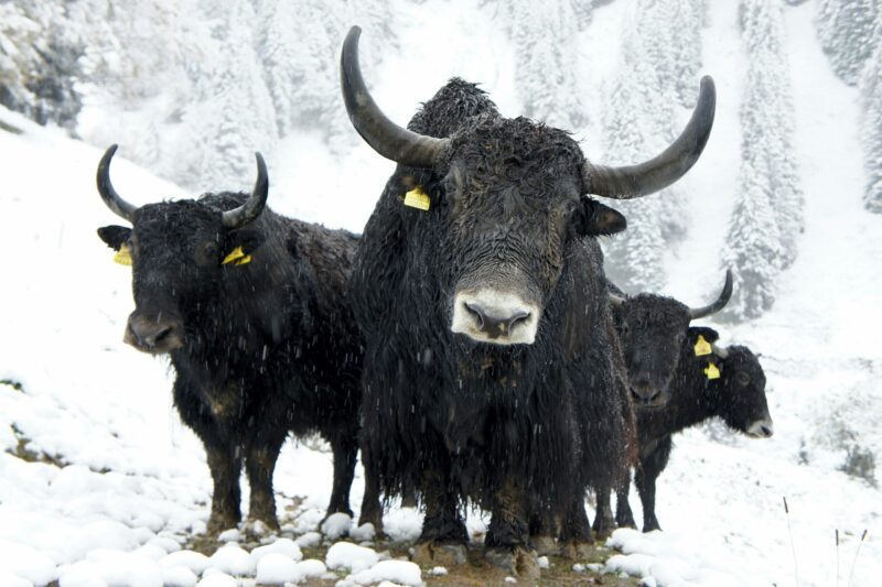 Yak: Four big animals with black fur and long horns in a snowy landscape.