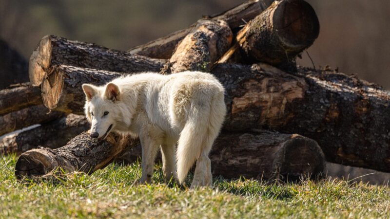 A white wolf standing by a pile of logs