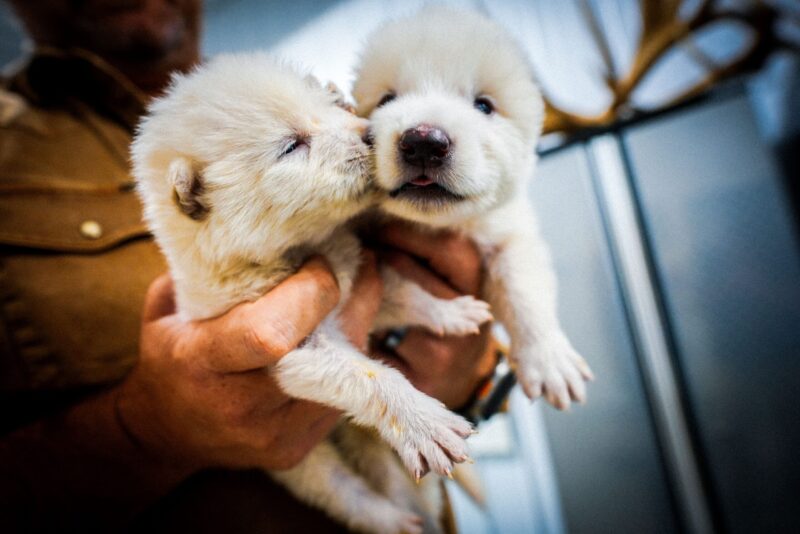 Dire wolves: Two white pups, one with its nose buried in the other's cheek.
