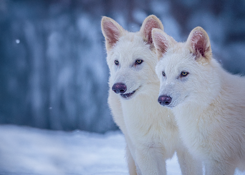 Two all-white older pups in the snow.