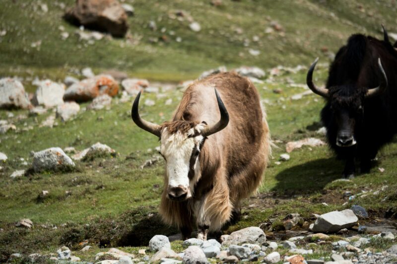 Two animals, one light brown and the other black, in a landscape with rocks and short grass.