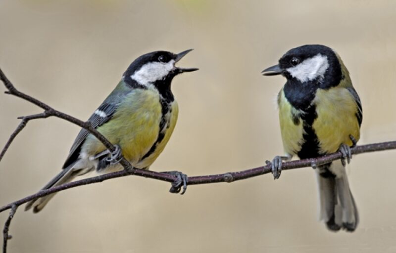 2 yellow and black birds with white cheek patches, one with its beak open singing.