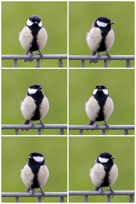 Birdsong: A 6 panel image showing a great tit, with off-whitish feathers and a black striped down the front, singing.