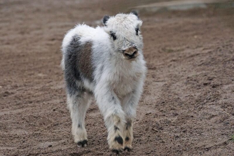 White calf with some brown and black, short fur.