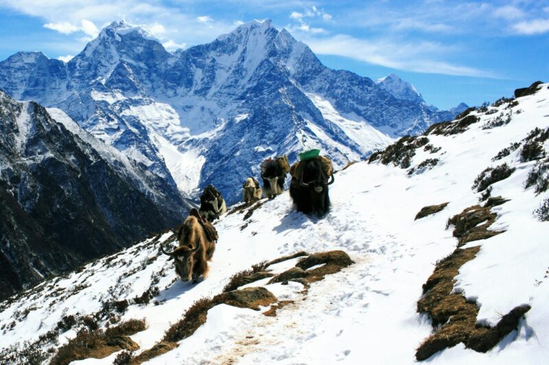 A group of big animals with brown fur carrying packages in a mountainous area.