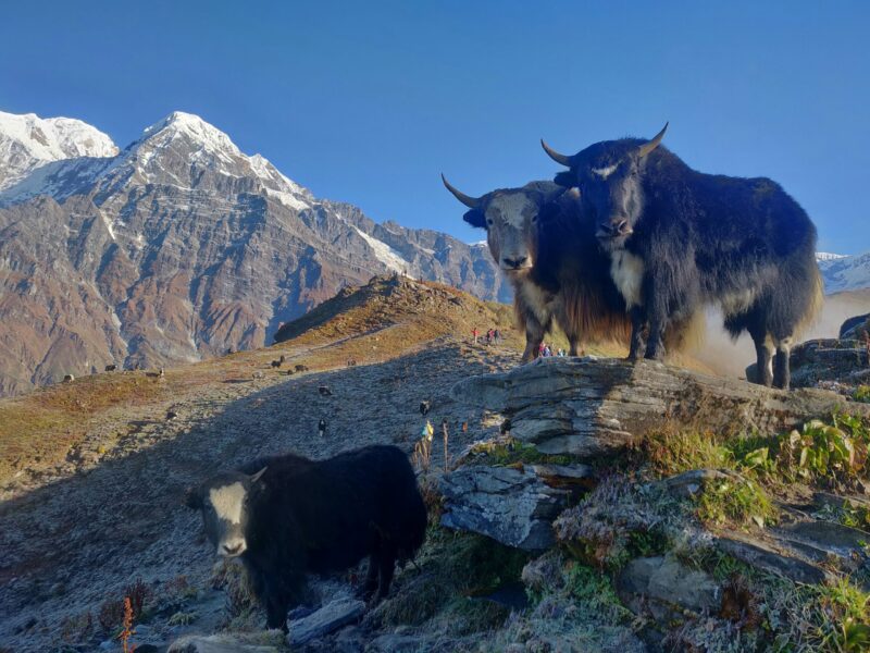 Three big animals on rocks. There is a sharp, tall mountain behind them.