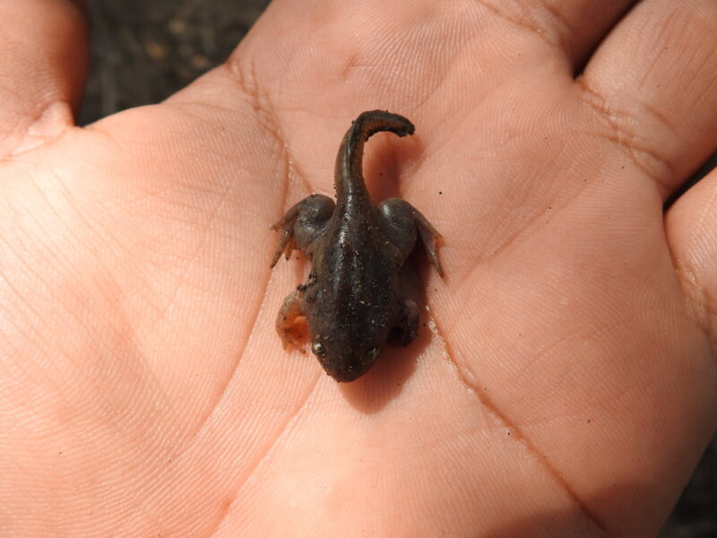 A black animal with 4 legs and a tail. Somebody is holding it on the palm of a hand.