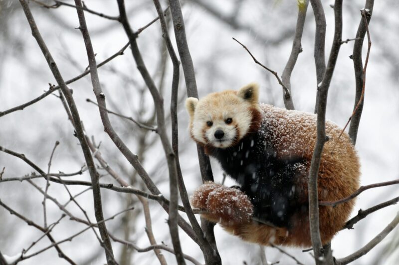 Animal with a reddish back and tail, a black belly and a white face. It is snowing and the branches where it is sitting have no leaves.