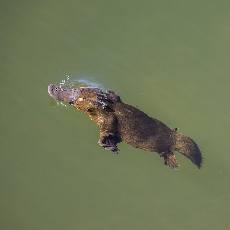 Brown animal with webbed feet coming to the surface. It has a beak similar to a duck and a tail similar to a beaver.