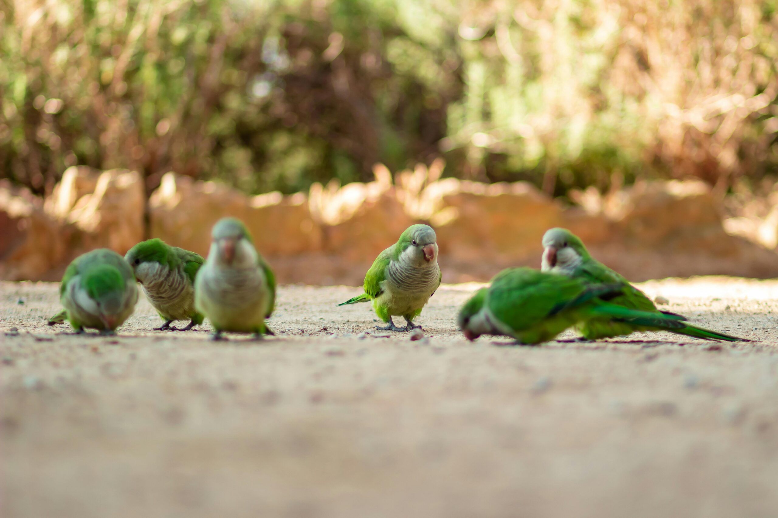 Six green and white birds feeding on the ground.