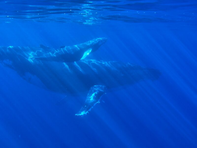 Humpback whales: Blue underwater with a large whale beside a small whale.