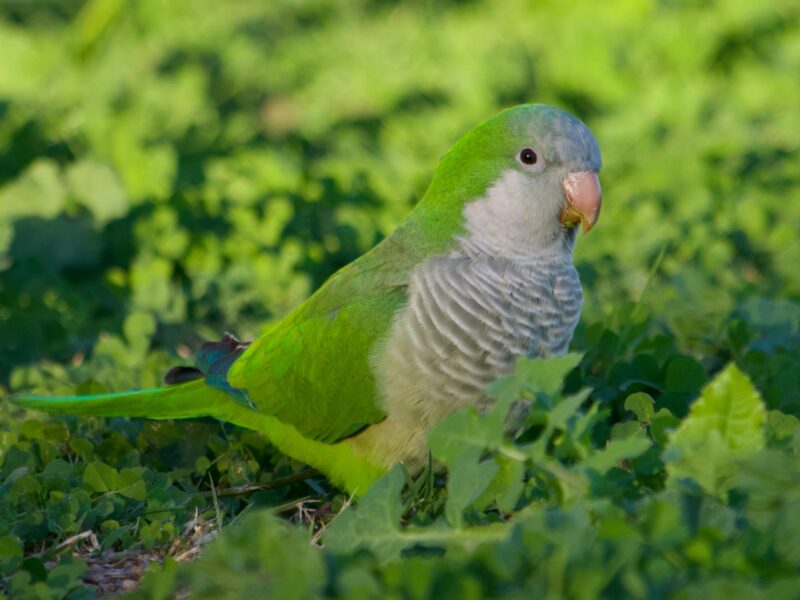 Monk parakeets: Bird with green plumage for the back and tail, and whitish for the front.