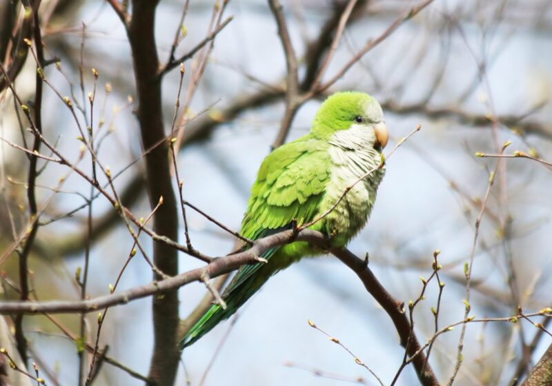A bright green and white bird perched on a thin branch.
