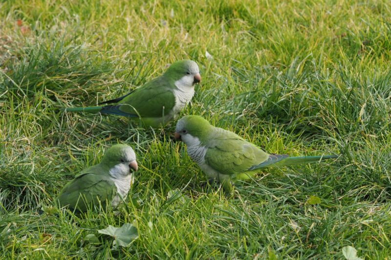 Three little, green and white birds on the grass.