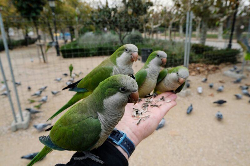 A group of 4 white and green birds perched on a human hand. They are eating sunflower seeds.