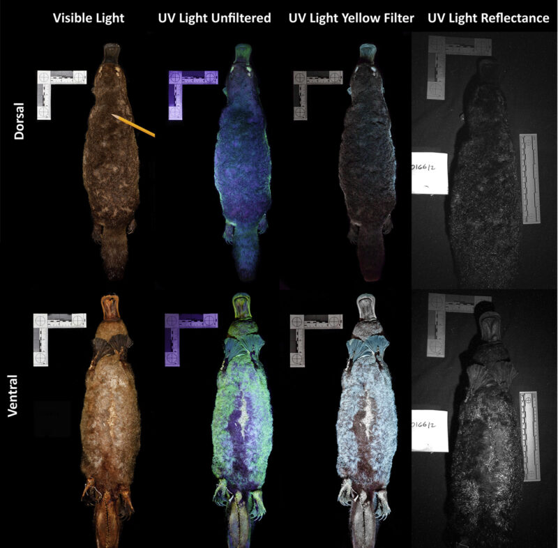 An animal seen through different lights. It looks bluish and greenish in some.