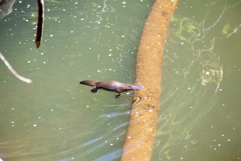 Small animal with square beak and tail swimming over what looks like a log in the water.