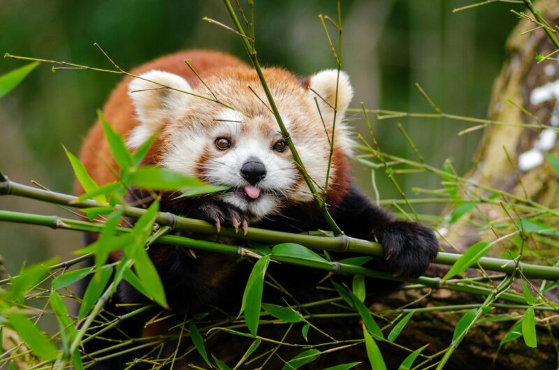 An animal with the tip of its tongue out, grabbing a bamboo branch with many green leaves.