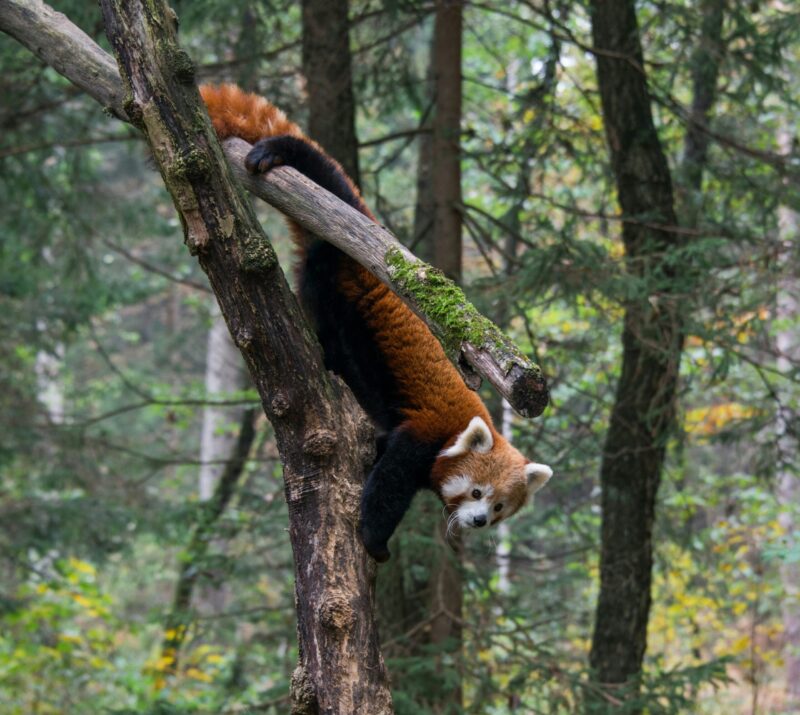 A furry red, black and white animal hanging almost vertically from a tree branch. It is using its tail and legs to stick to the tree.