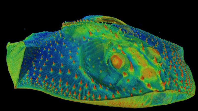 Teeth: False-color image of a flat fish with red thorn-like protrusions on its body.