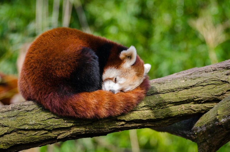 An animal with dense fur sleeping on a trunk. Its face is supported on the tail, like a pillow.