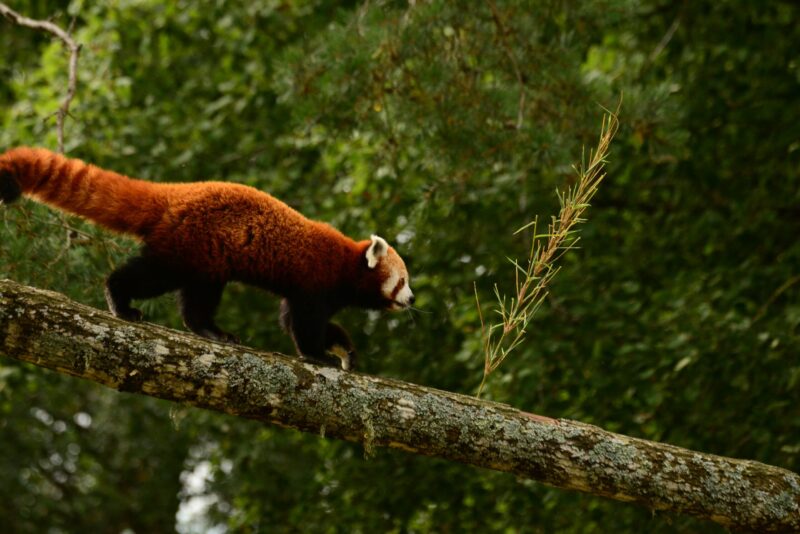A red and black animal with 4 legs walking on a quite thin trunk. Green trees in the background.