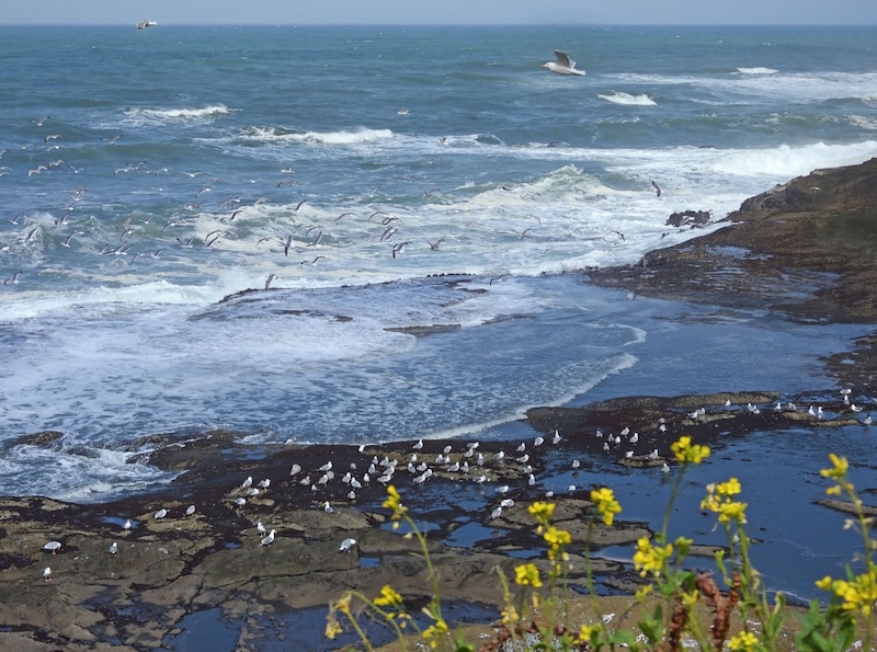 Beach with low tide, rocks and flowers in the foreground and a lot of seagulls on the beach or flying above.