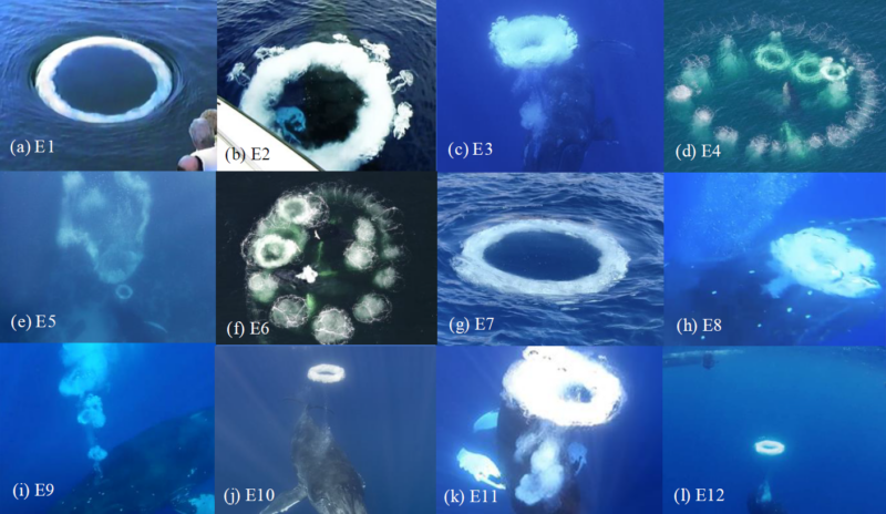 Humpback whales: 12 images in a collage. They show rings produced by whales in different shapes and sizes.