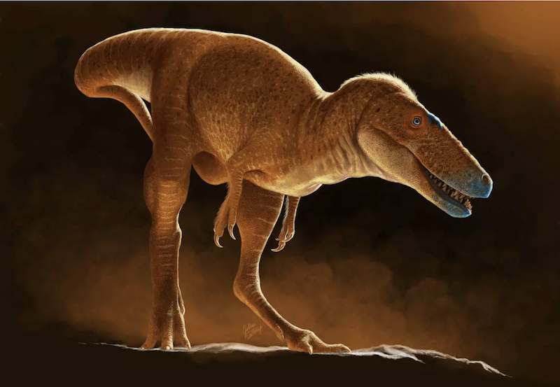 A dinosaur, Khankhuuluu mongoliensis, standing on two legs, with two short arms. It is colored shades of brown with bluish patches on its head. 