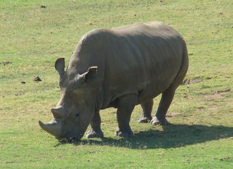 A rhino feeding on grass. Its front horn is longer and bigger than the other one, behind.